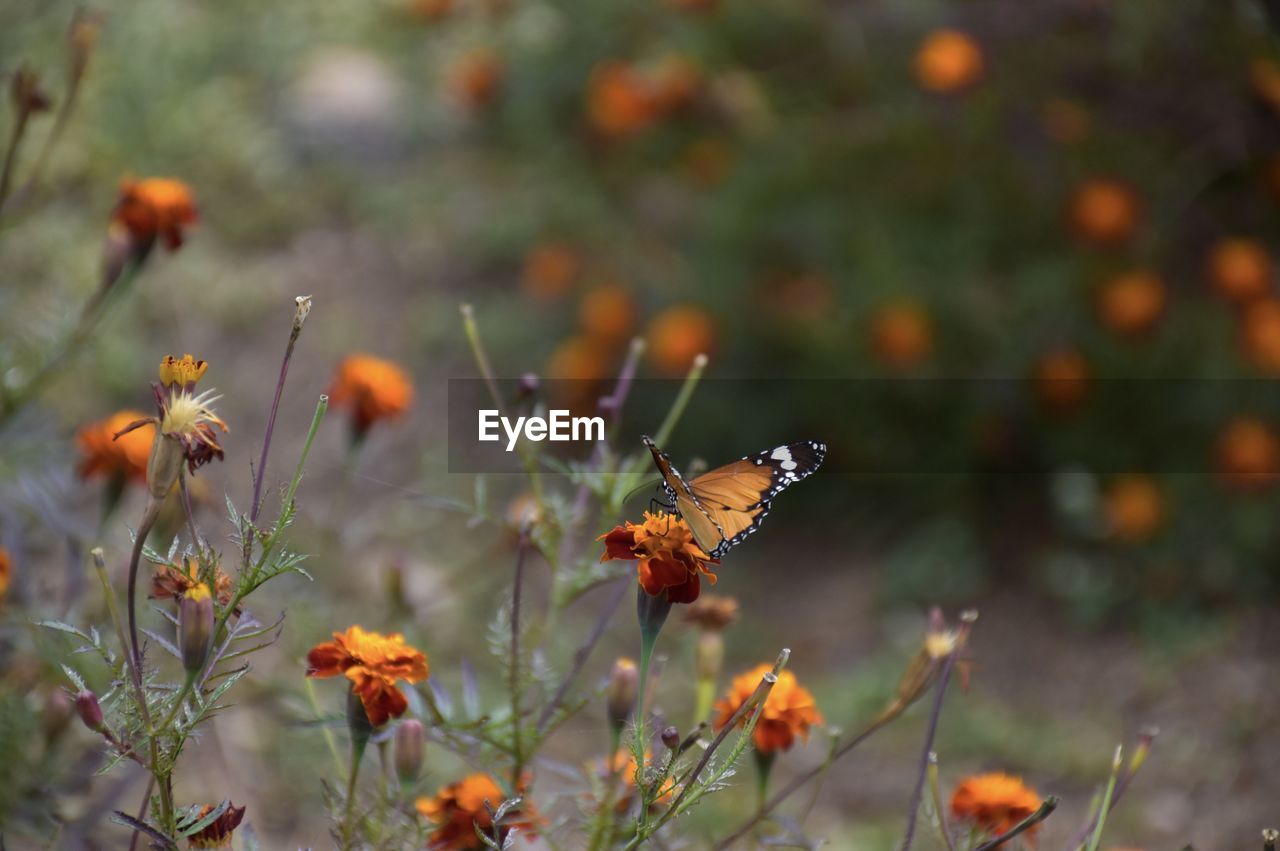 Monarch butterfly or milkweed butterfly on flower