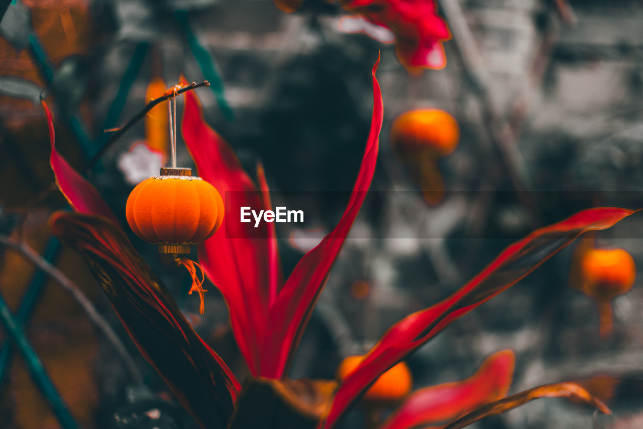 plant, red, flower, leaf, nature, beauty in nature, autumn, growth, close-up, flowering plant, no people, freshness, macro photography, focus on foreground, outdoors, orange color, petal, food, day