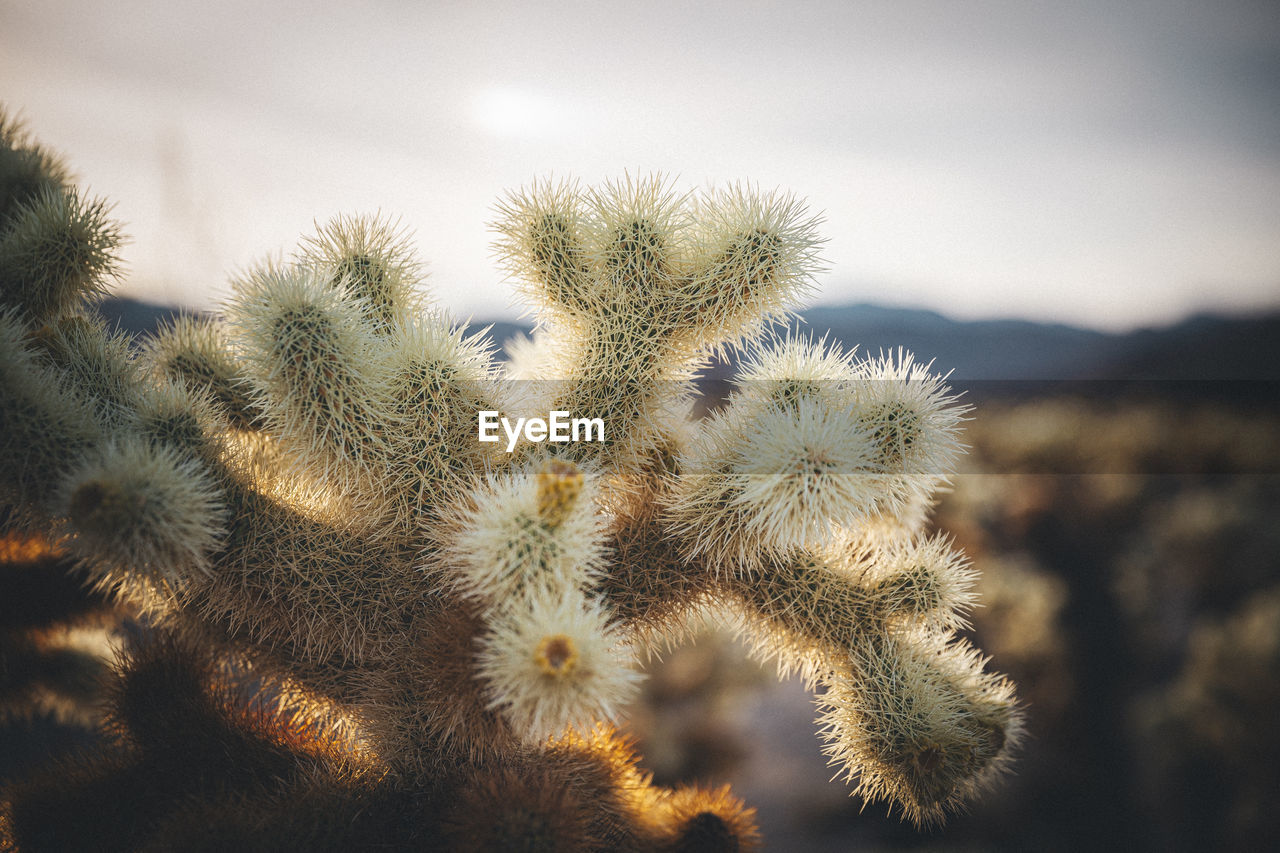 A cactus in the desert of california, joshua tree national park