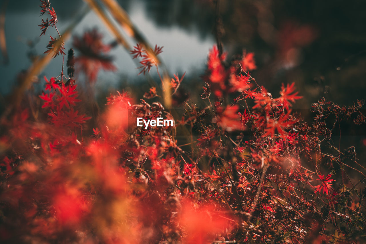 CLOSE-UP OF RED FLOWERING PLANT DURING AUTUMN