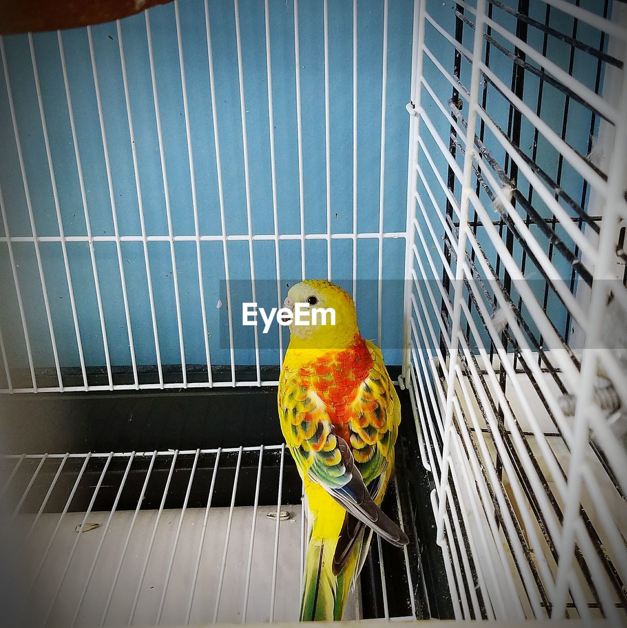 Close-up of parrot perching in cage