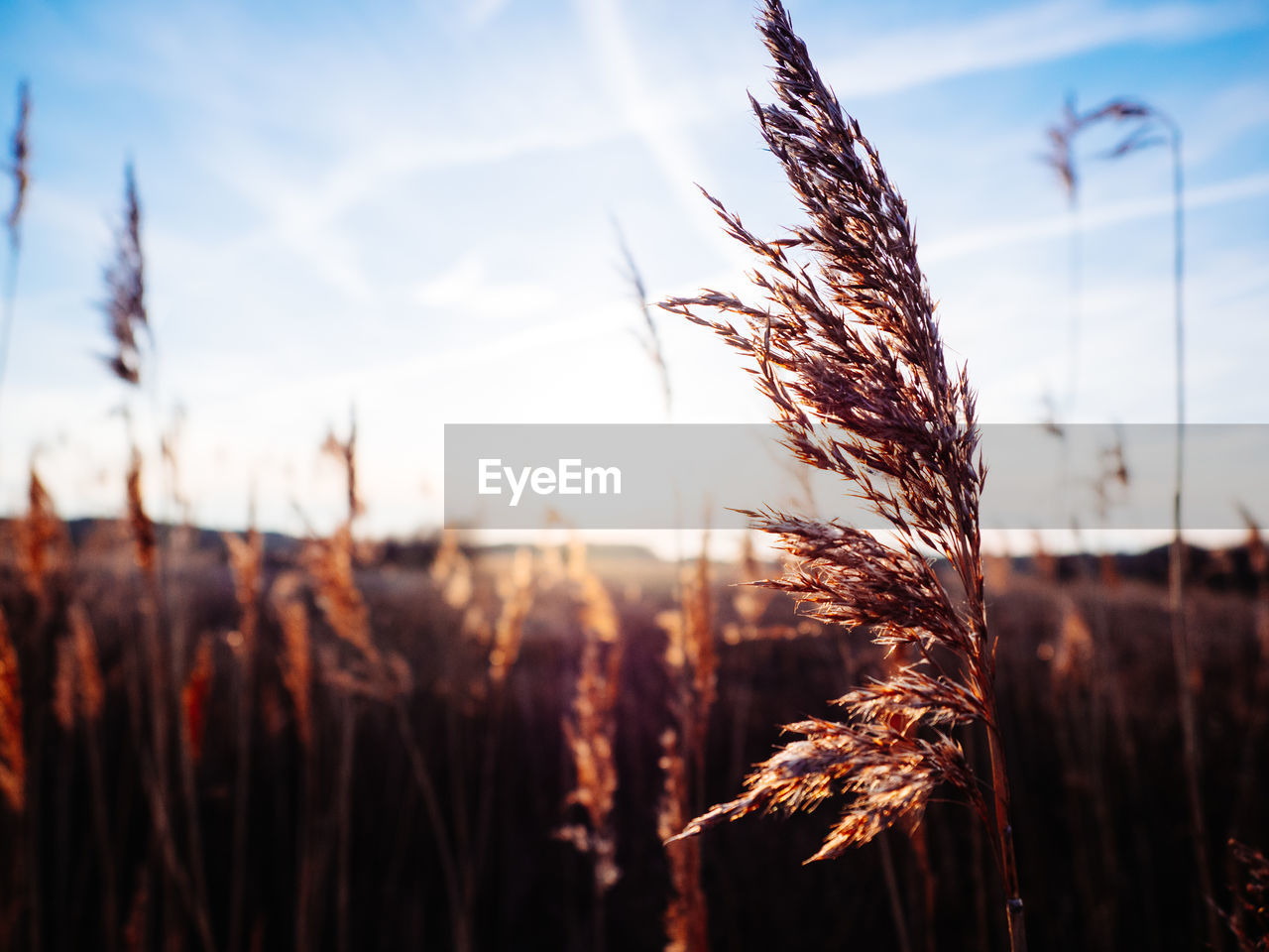 Close-up of crops on field against sky