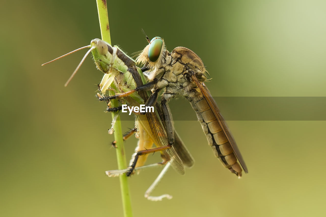 CLOSE UP OF DRAGONFLY