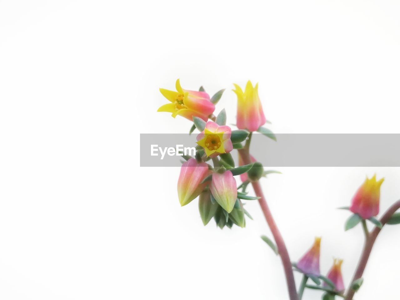 CLOSE-UP OF FLOWERS