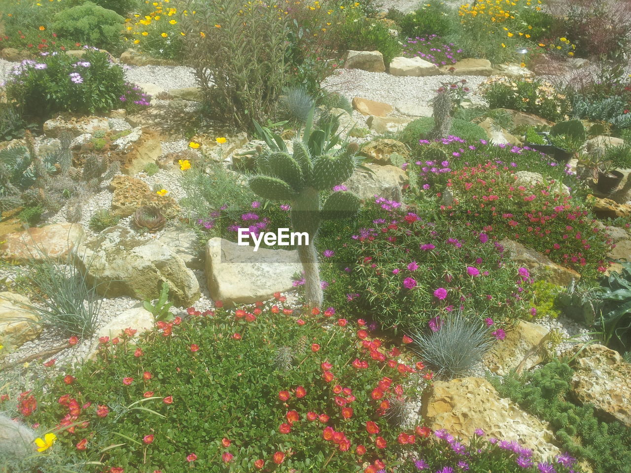 CLOSE-UP OF PLANTS GROWING ON ROCK