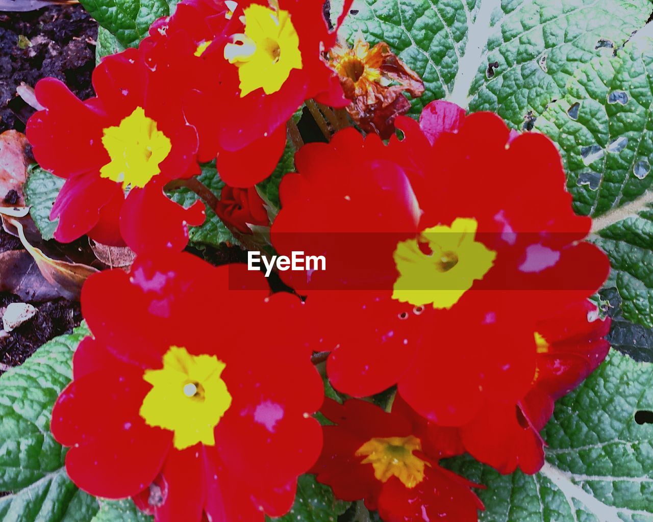 CLOSE-UP OF RED FLOWERS BLOOMING