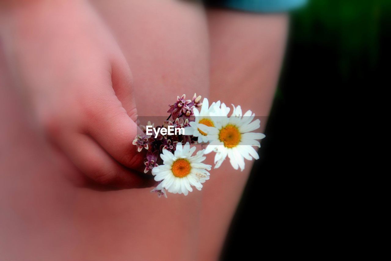 Close-up of person holding white daisy flowers
