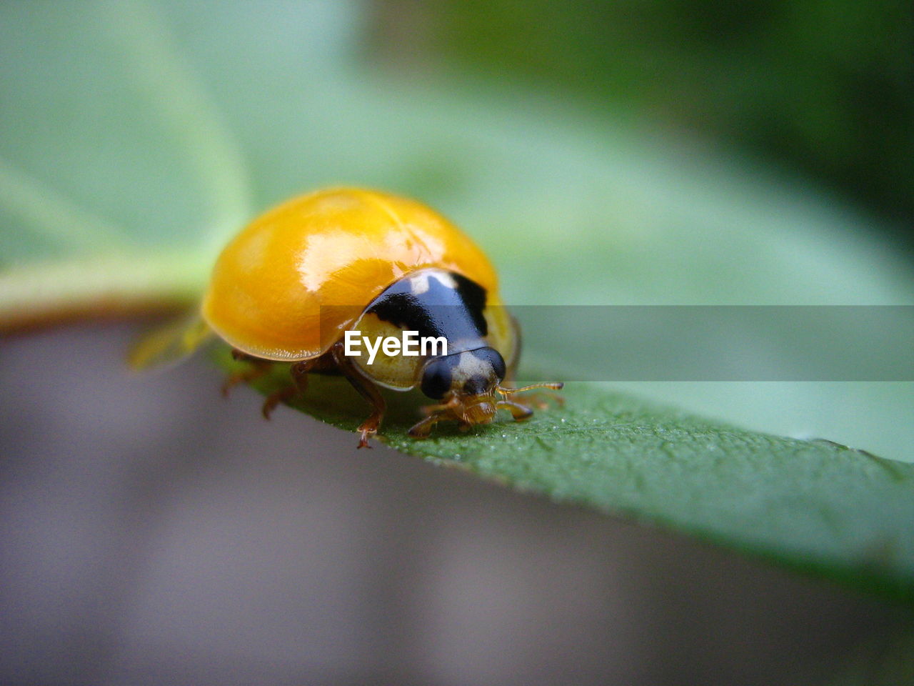 Close-up of a bug on leaf