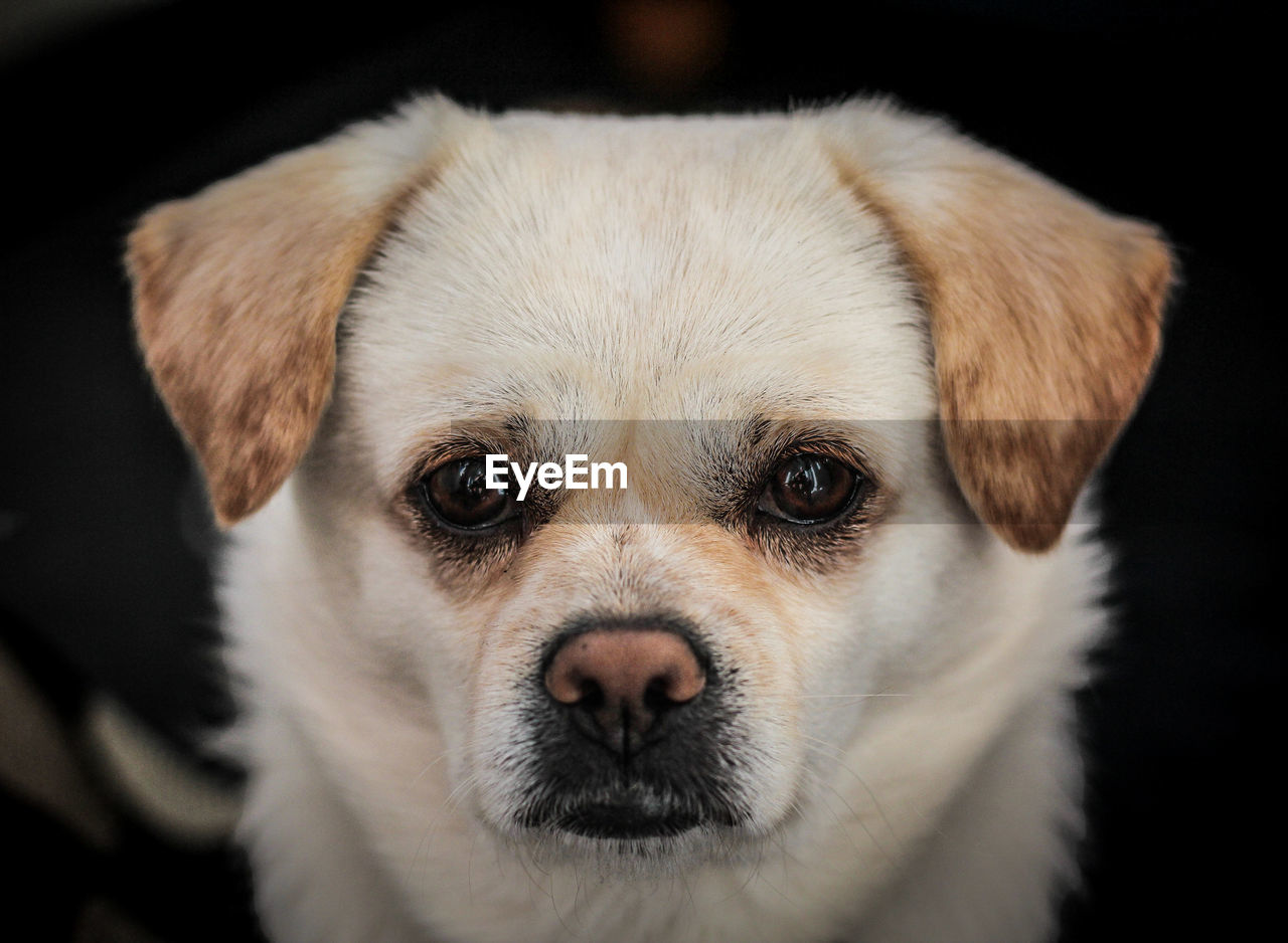 Close-up portrait of dog