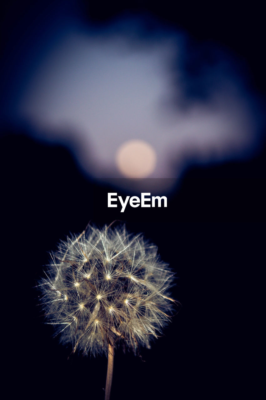 Close-up of dandelion against black background