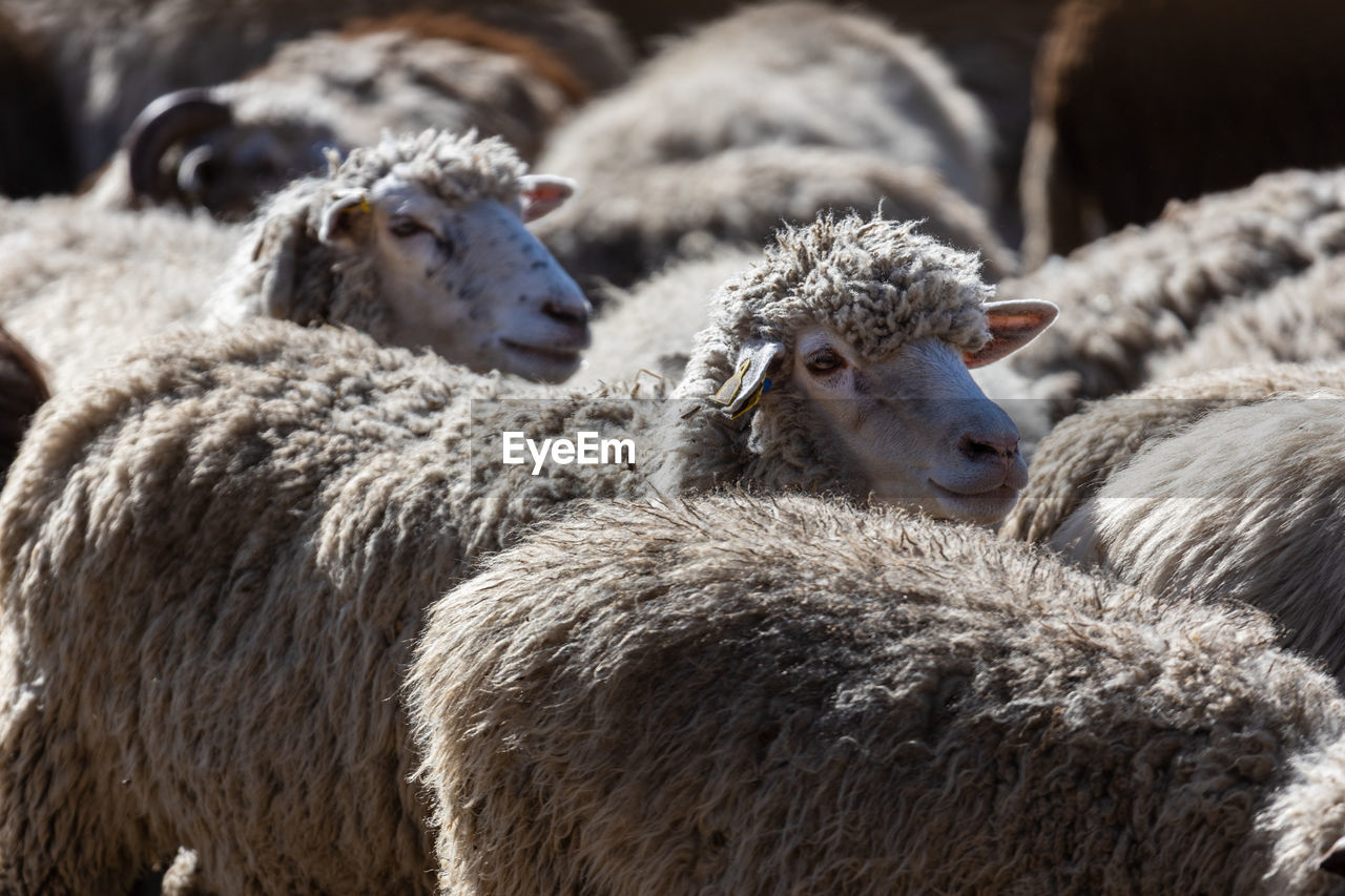 The sheep peacefully graze in the pen. a lot of beautiful lambs. the rays of the sun illuminate