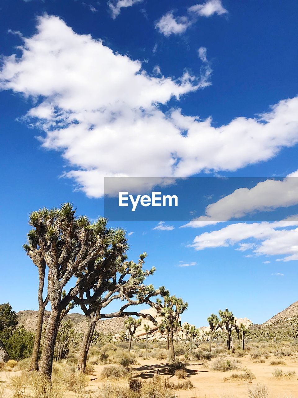 Trees on field against sky