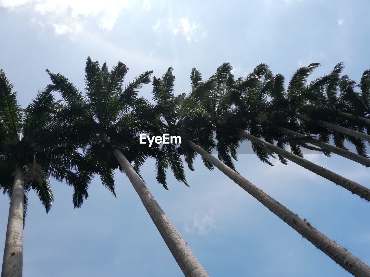 LOW ANGLE VIEW OF PALM TREE AGAINST SKY