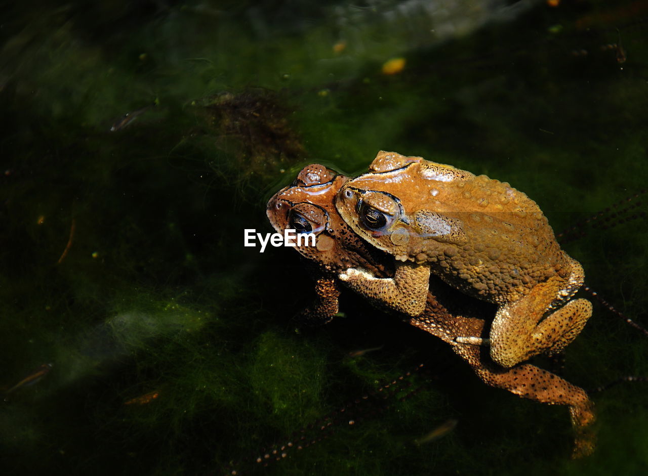 Close-up of frog