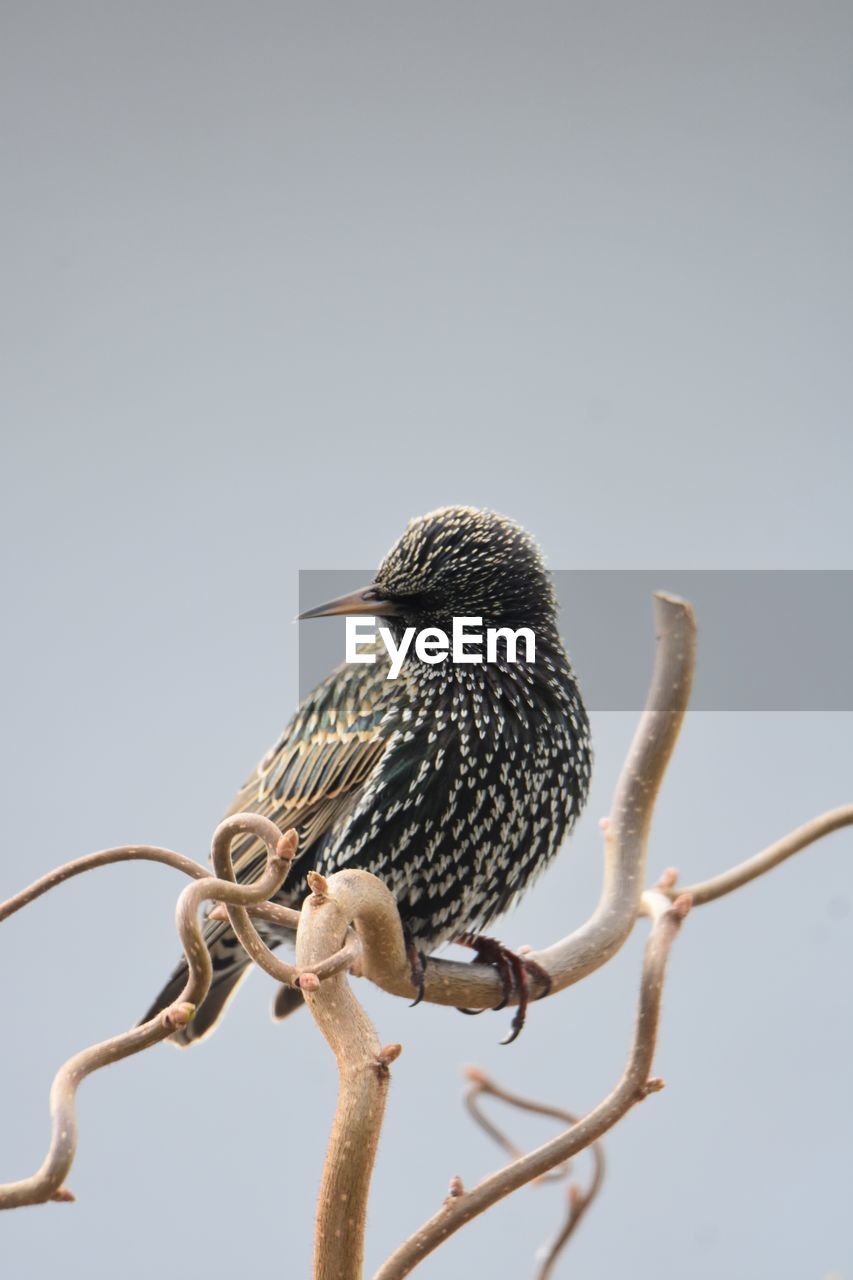 Low angle view of starling perching on branch against sky