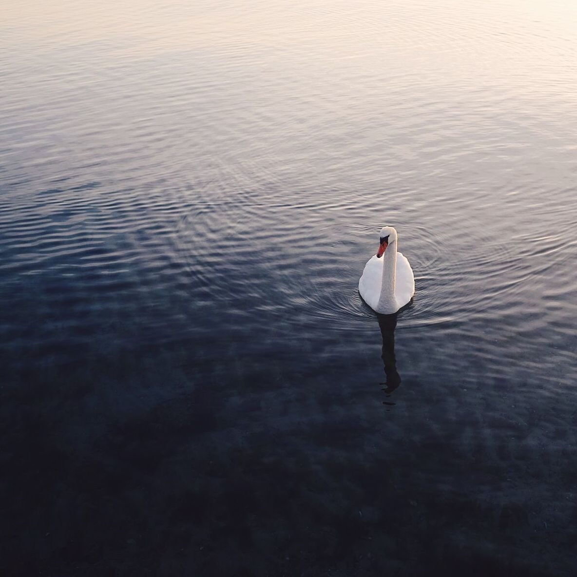 High angle view of swan swimming on lake