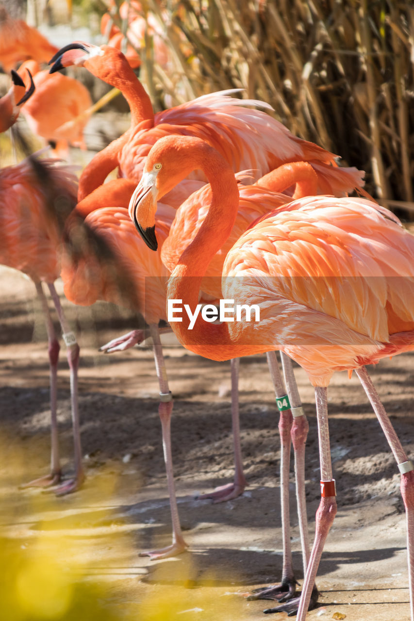 View of flamingos in lake