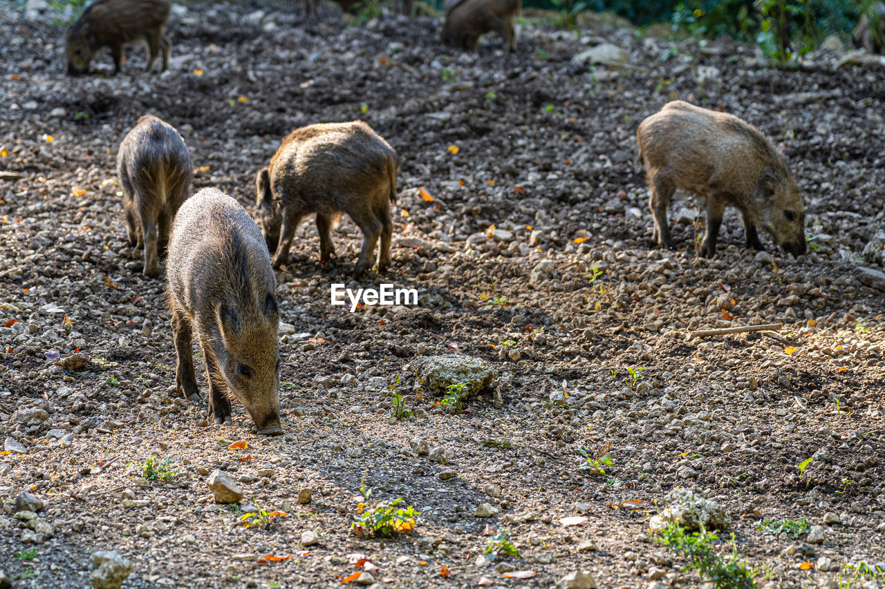 HERD OF SHEEP IN FIELD