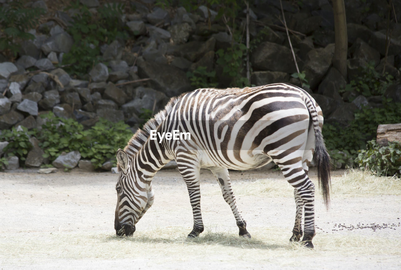 ZEBRA STANDING ON FIELD