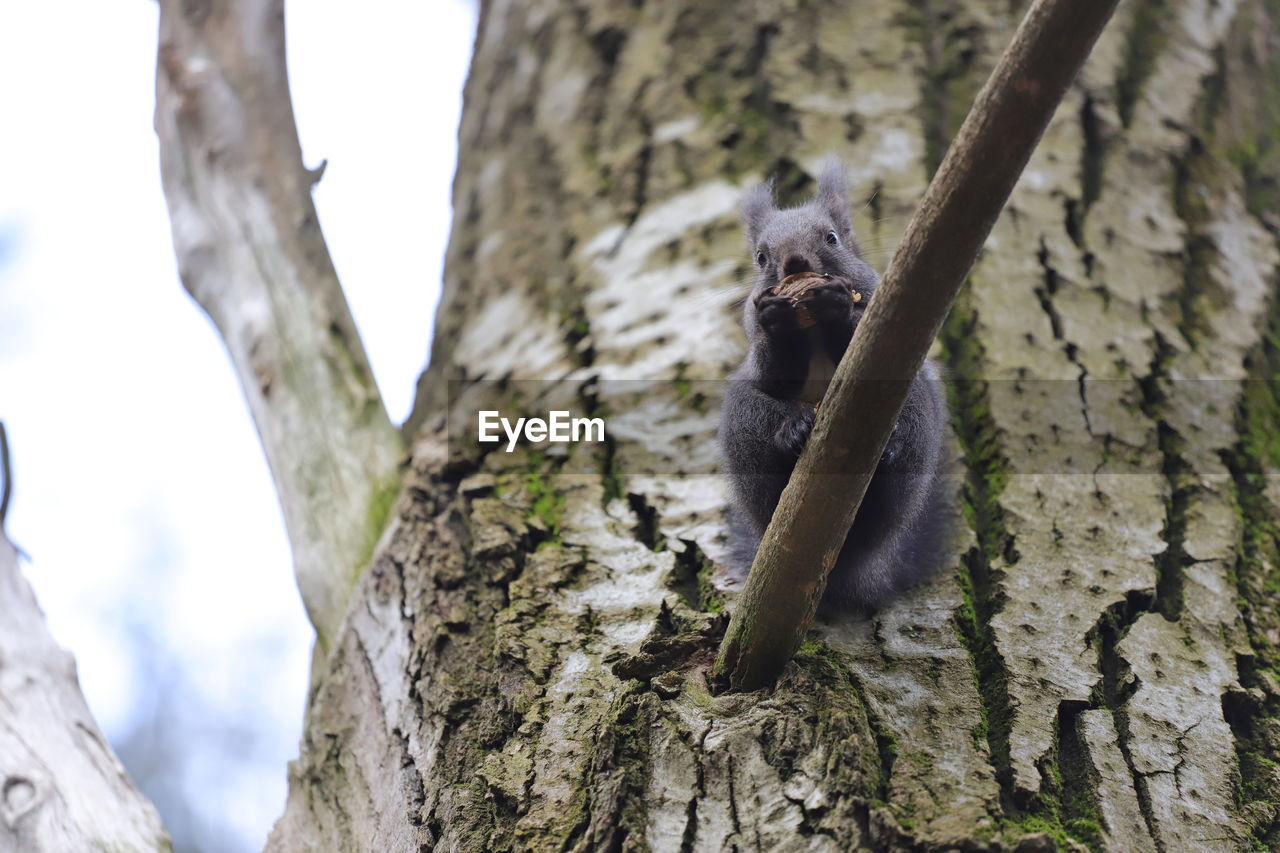 SQUIRREL ON A TREE