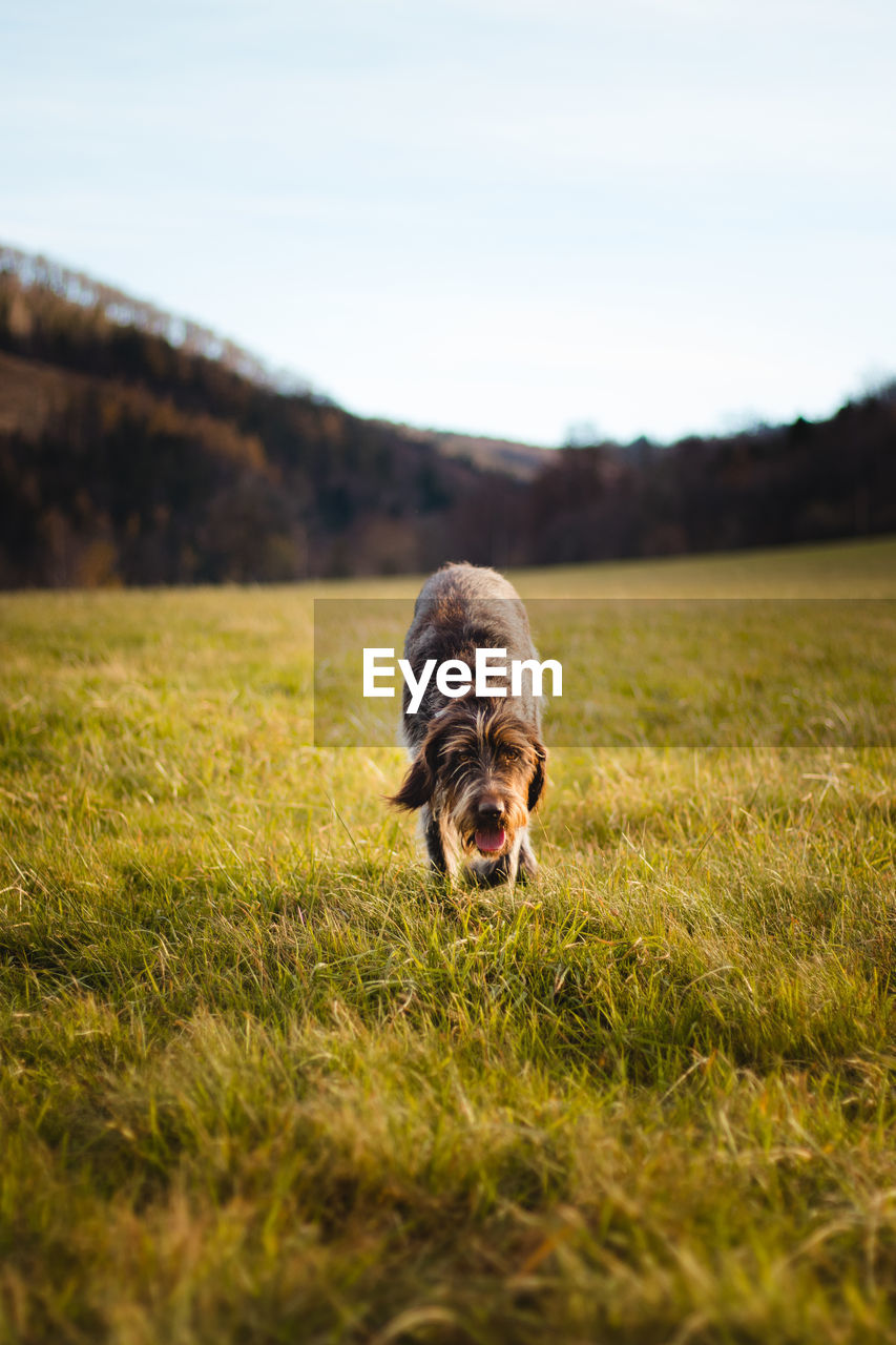 Running hunting dog across a field near a forest looking for the right scent trail. cesky fousek