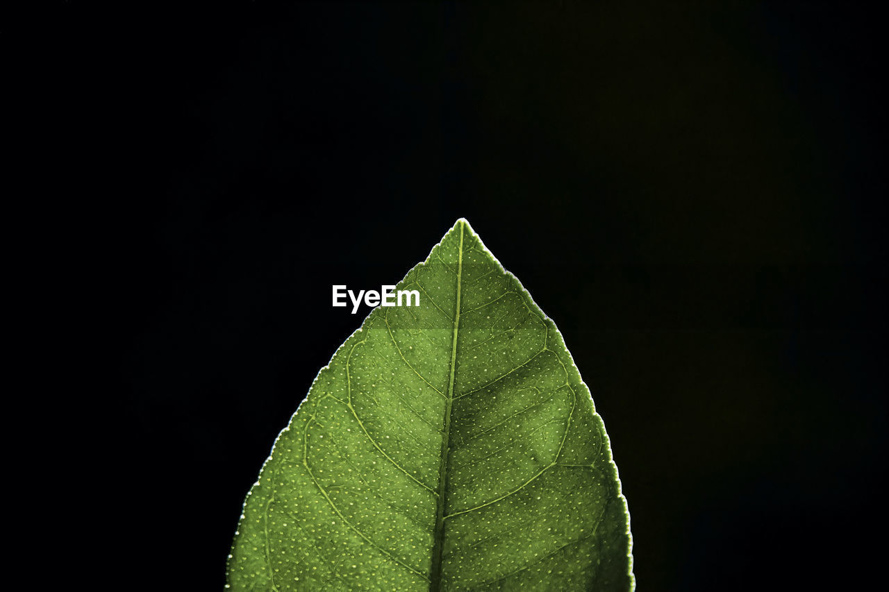 green, leaf, black background, macro photography, plant part, studio shot, plant, yellow, close-up, no people, copy space, flower, nature, indoors, beauty in nature, plant stem, growth, leaf vein, darkness