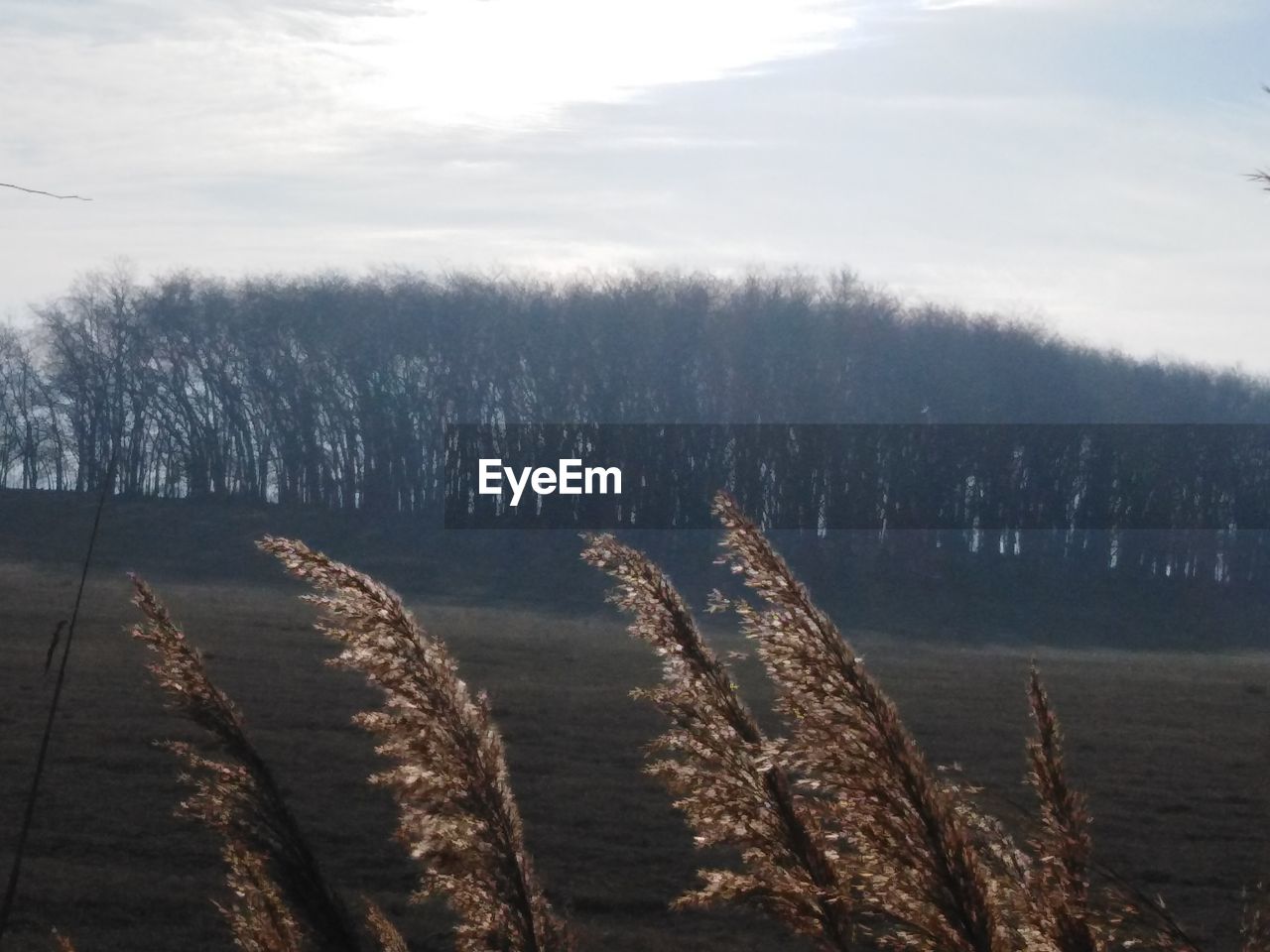 PLANTS GROWING ON LAND