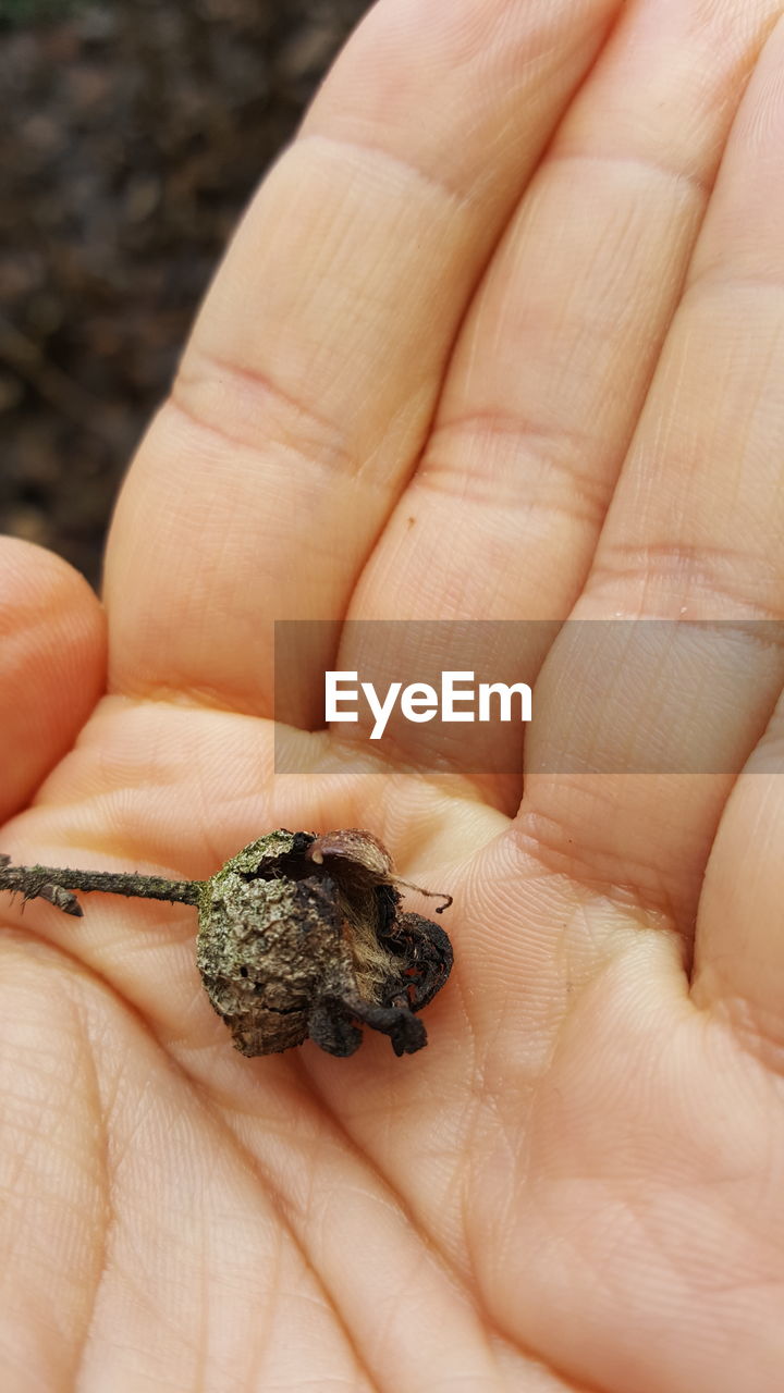 CLOSE-UP OF HAND HOLDING BUTTERFLY ON HUMAN FINGER