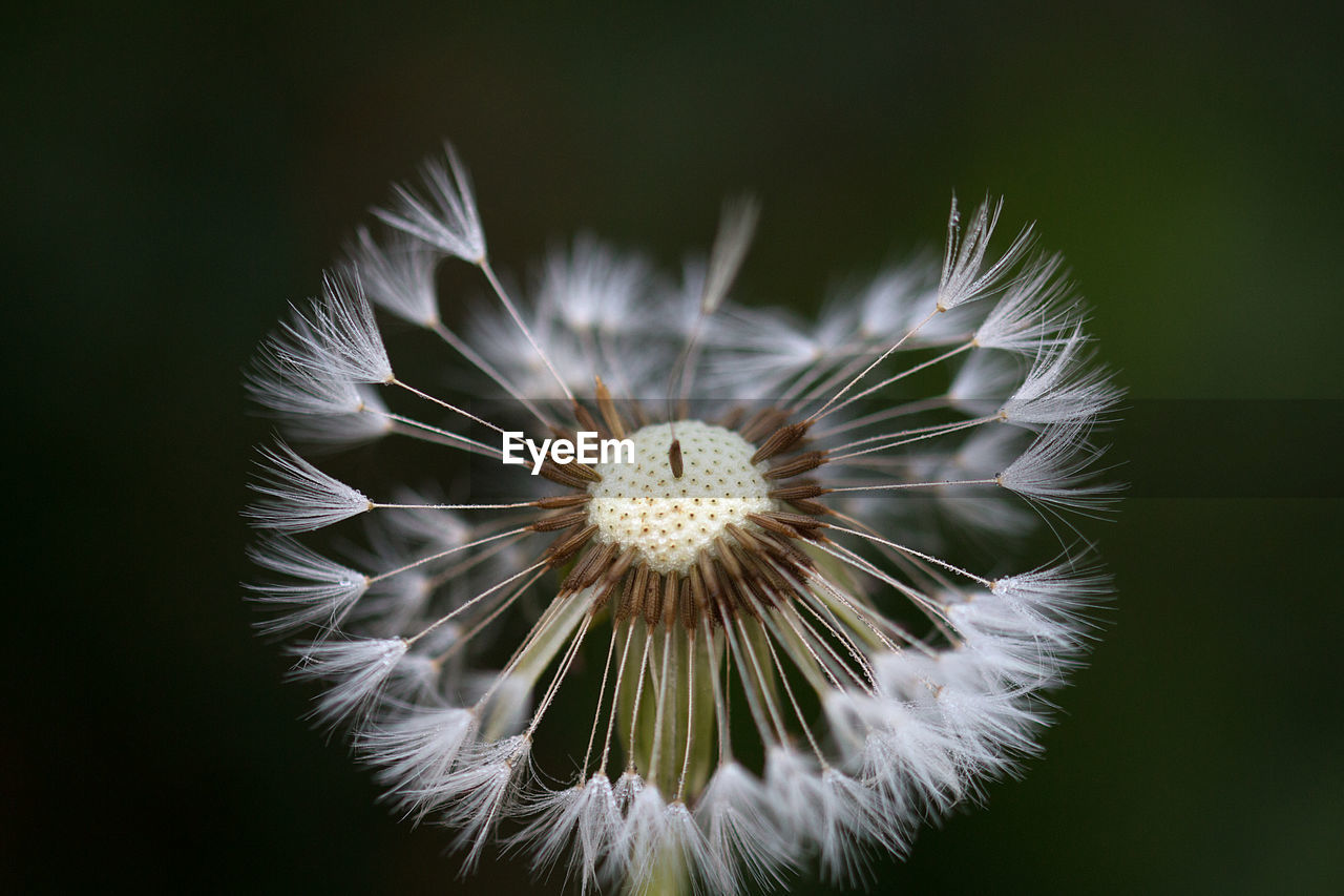 Close-up of dandelion