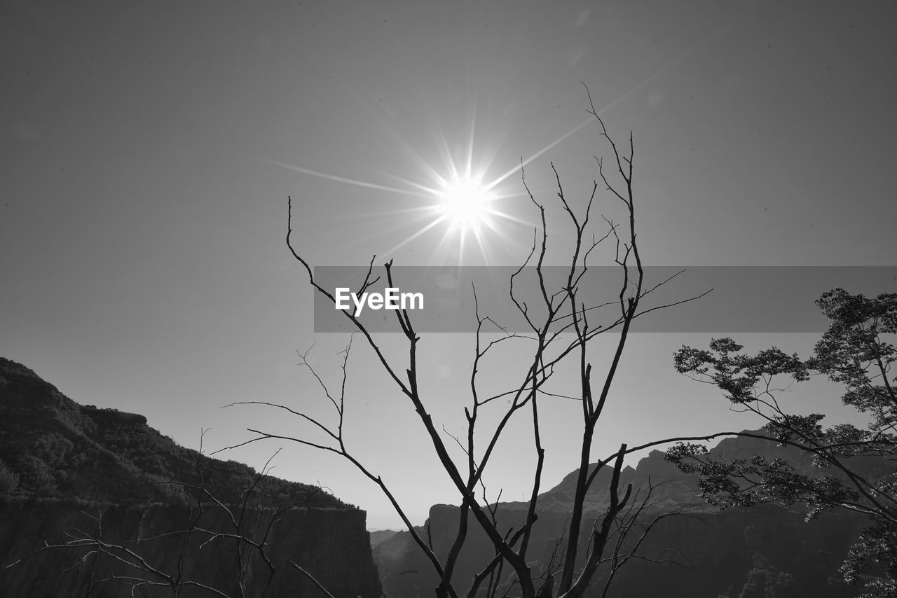 Low angle view of bare tree against sky on sunny day