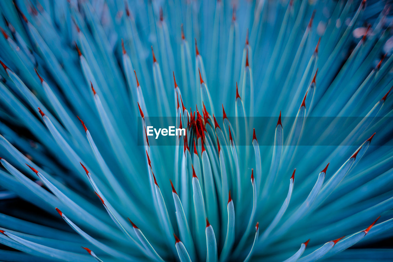 Full frame shot of a turquoise cactus