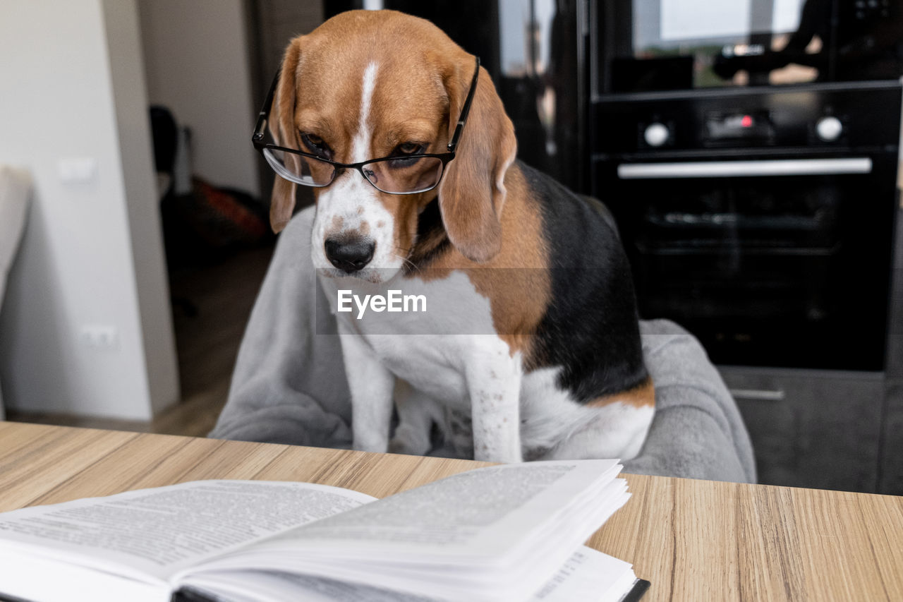 Cute beagle dog in glasses sits at a table reading a book. bored look. work at home concept.