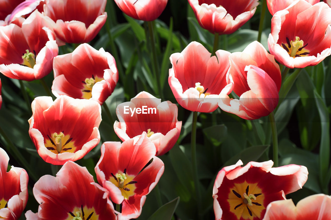 Close-up of red flowers