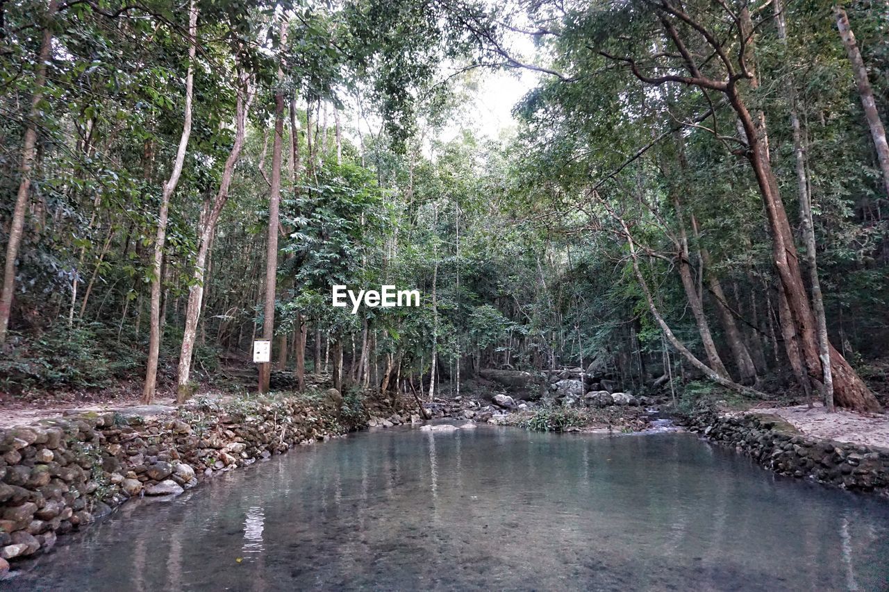 SCENIC VIEW OF TREES IN FOREST