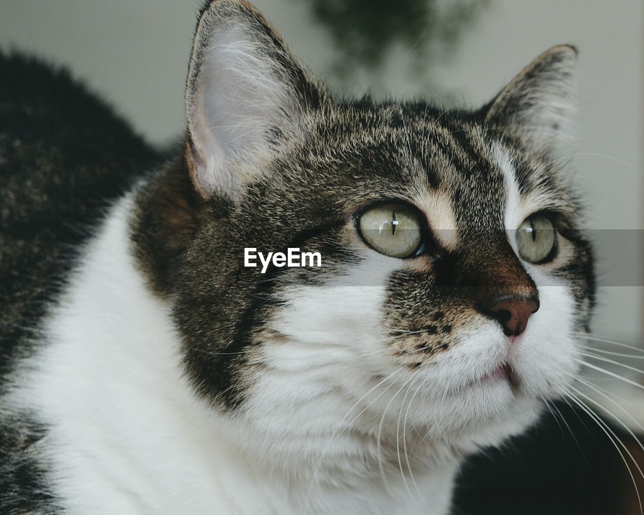 CLOSE-UP PORTRAIT OF CAT WITH EYES