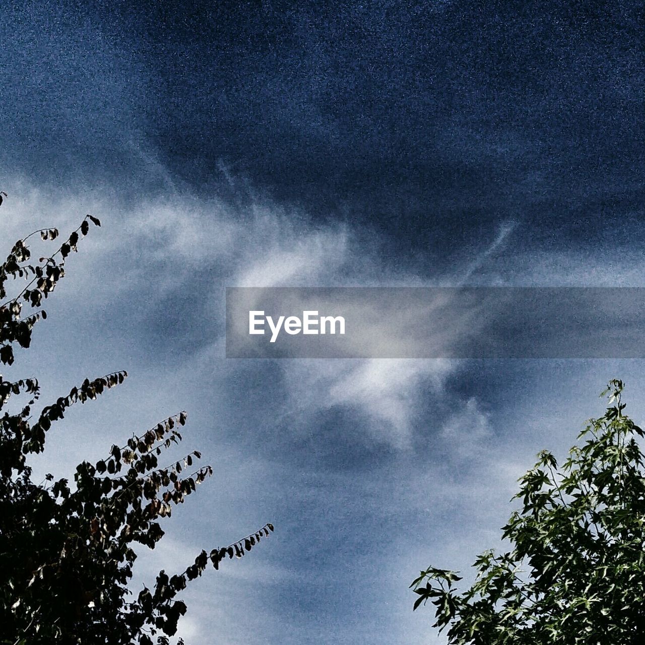 LOW ANGLE VIEW OF TREES AGAINST SKY