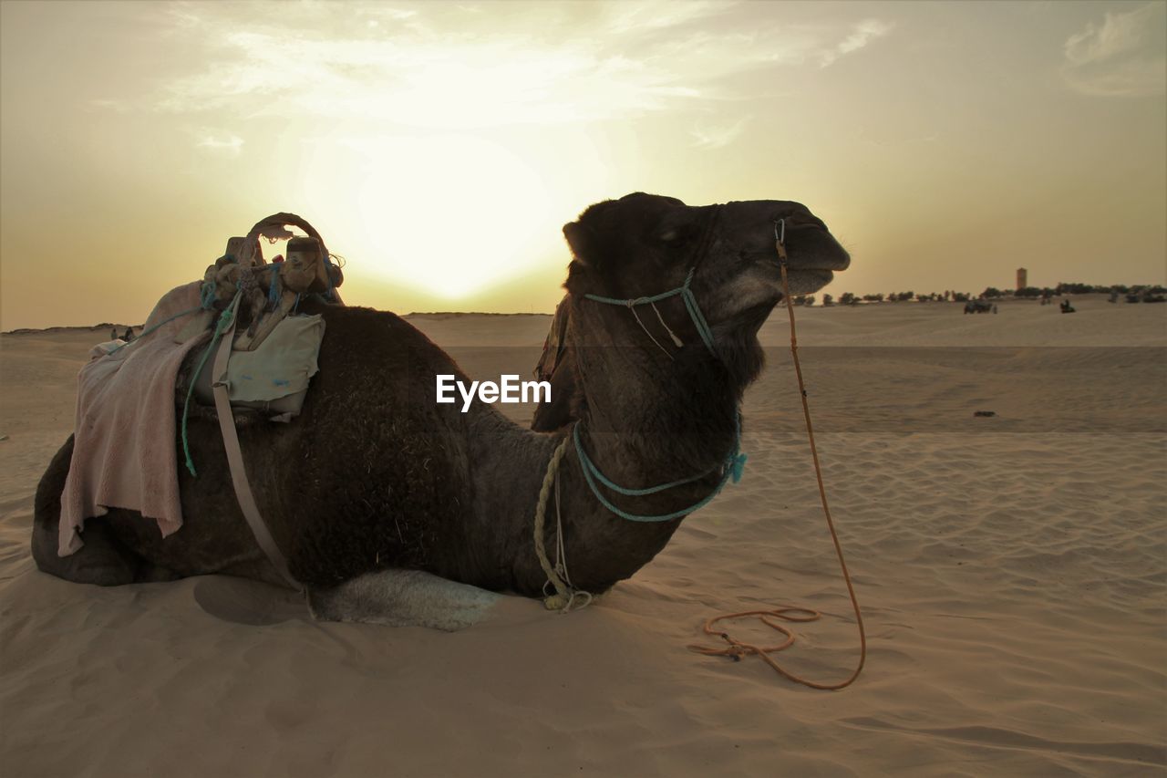 HORSE ON BEACH AGAINST SKY