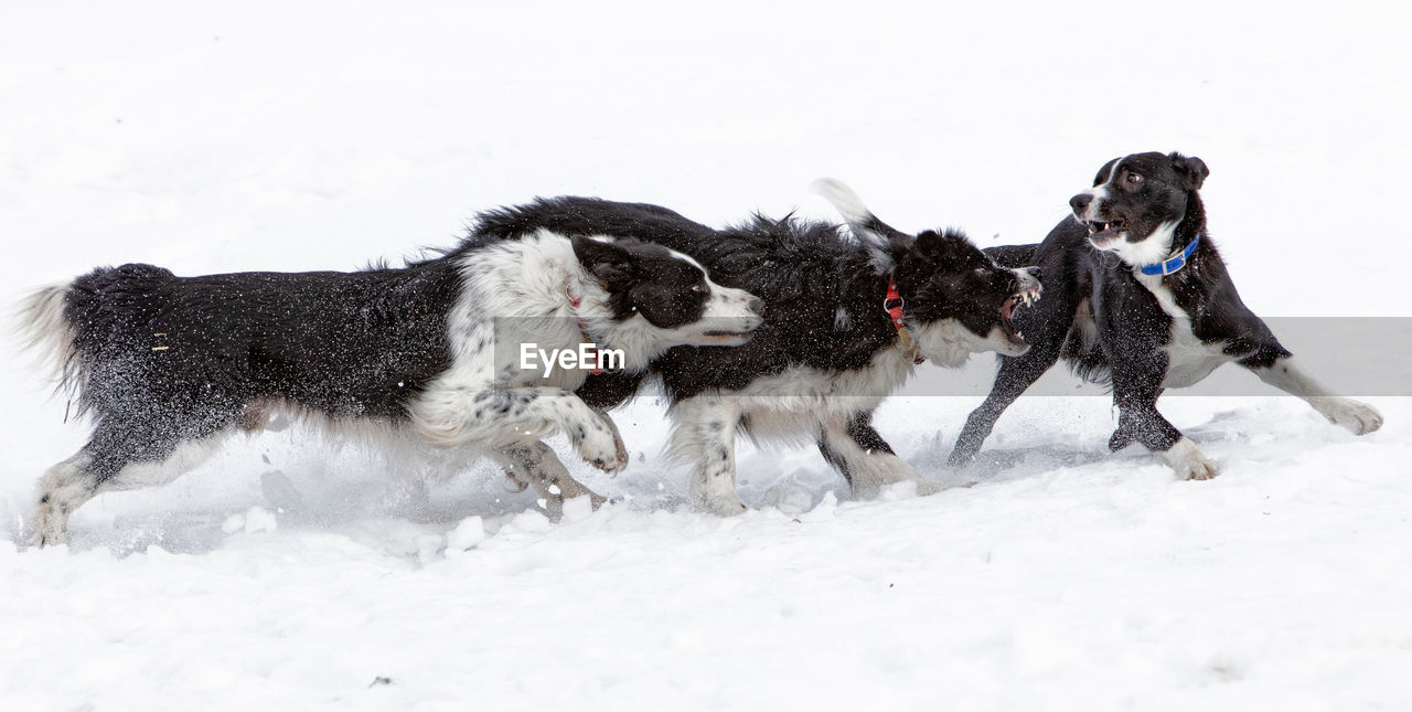 View of dogs playfighting on snow covered land