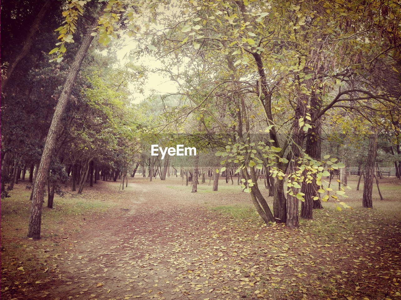 FOOTPATH AMIDST TREES IN AUTUMN