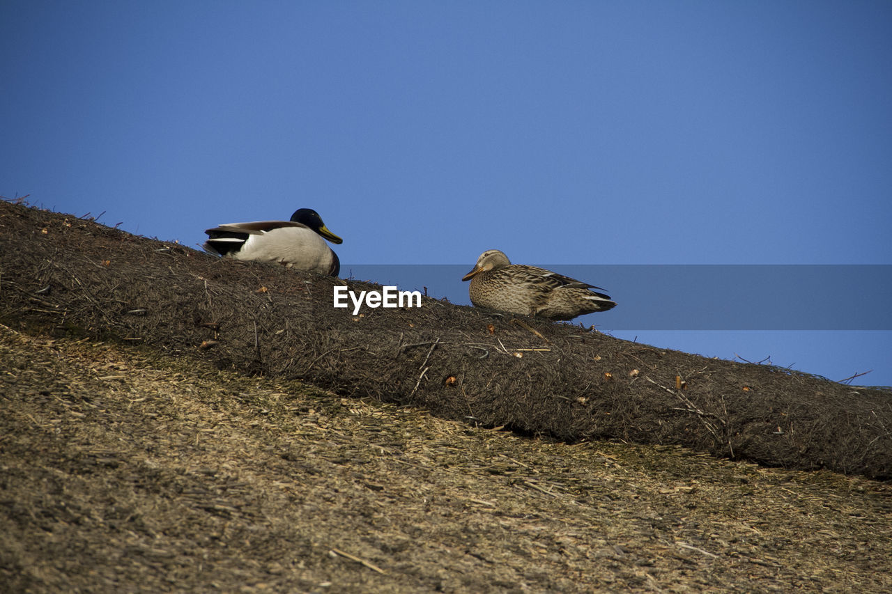 Low angle view of birds perching against clear blue sky