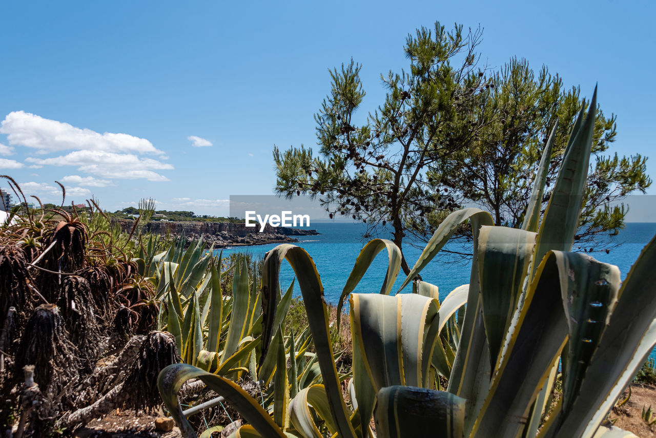 Plants by sea against sky