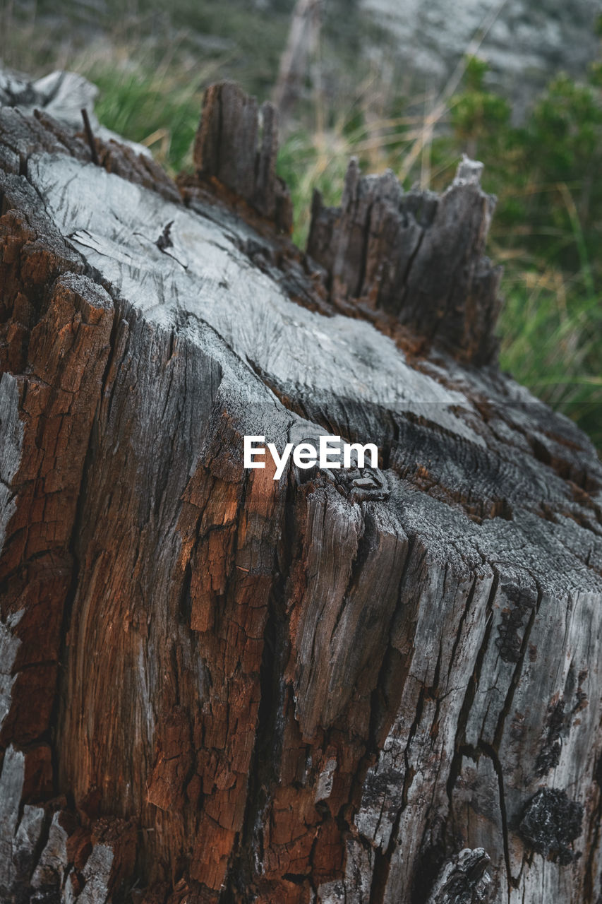 CLOSE-UP OF TREE TRUNKS
