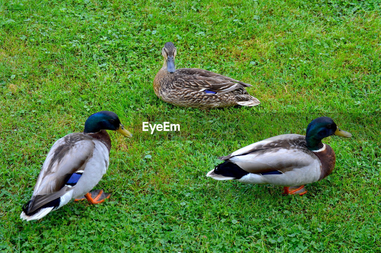 MALLARD DUCKS ON FIELD