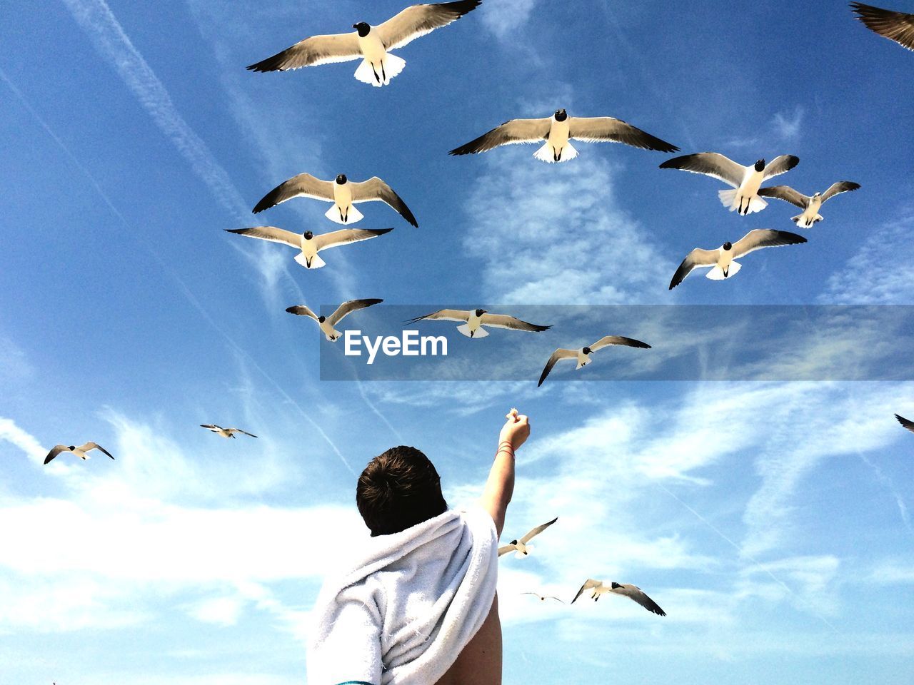 Low angle view of seagulls flying over boy