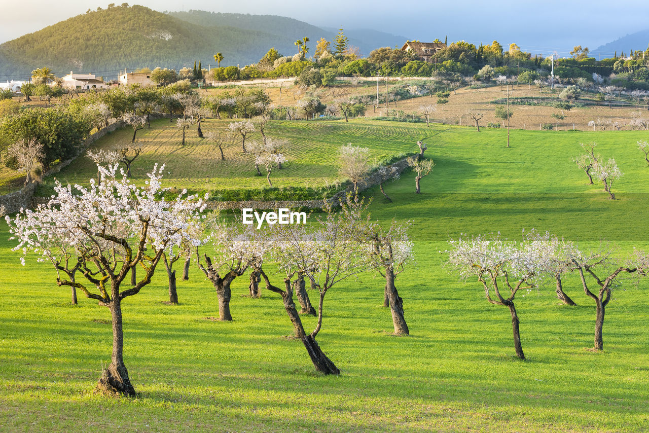 SCENIC VIEW OF FARM AGAINST TREES