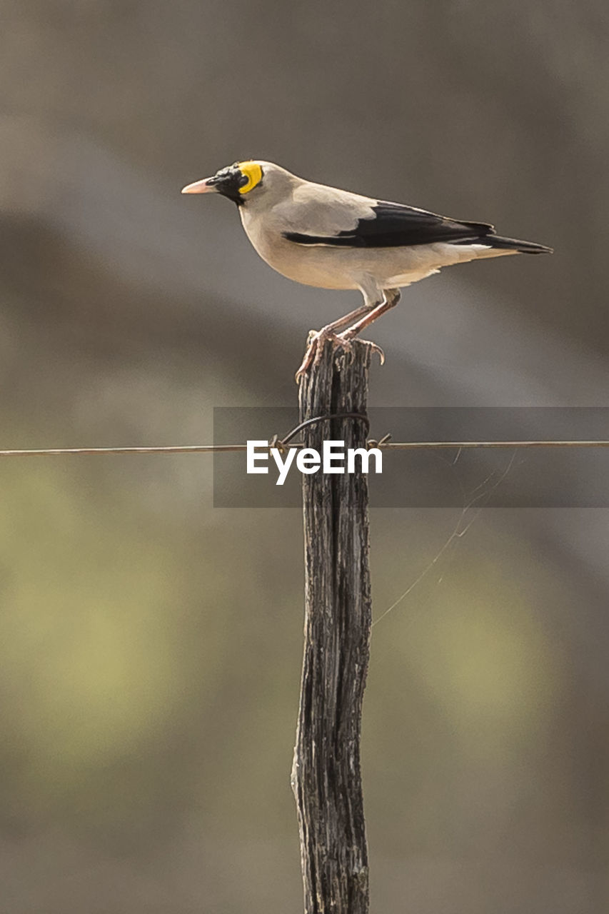 Bird perching on wooden post