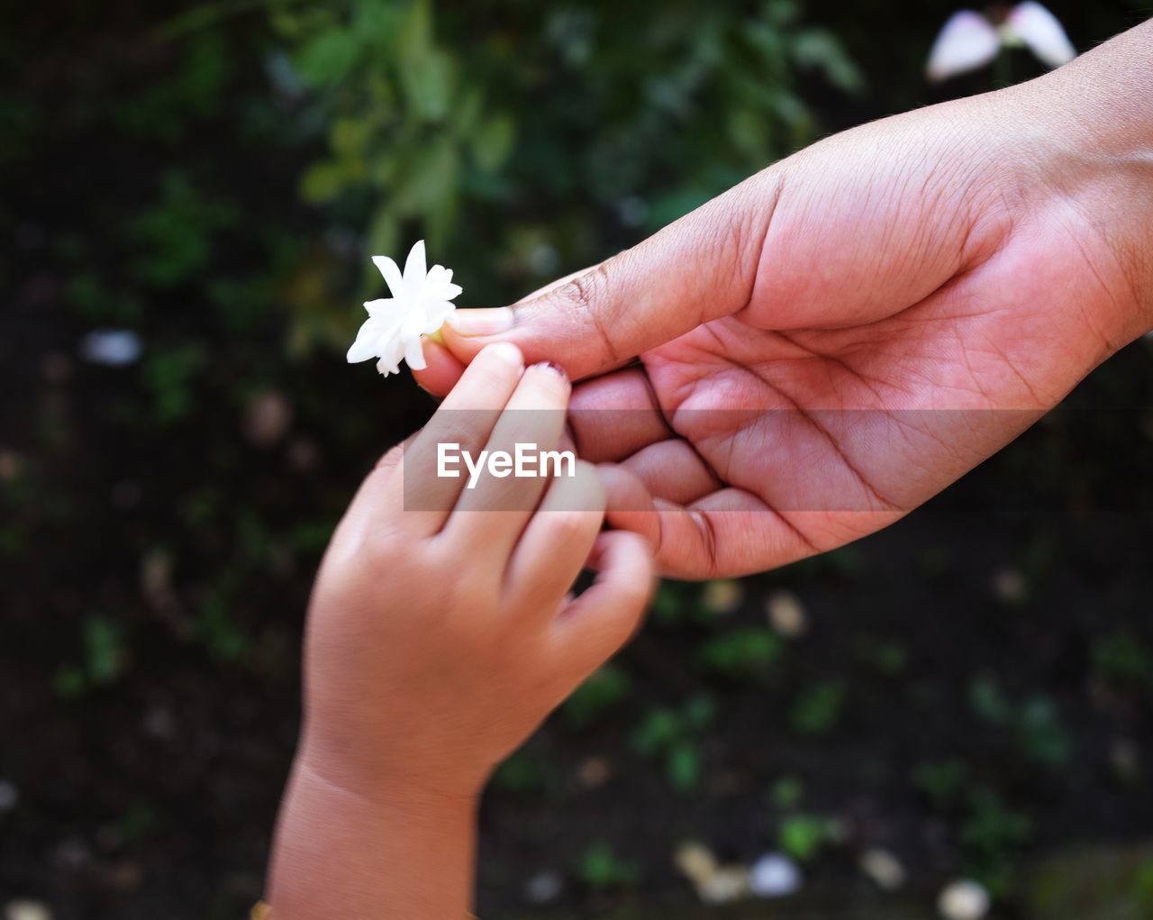 Cropped hand of parent giving white flower to child against plants