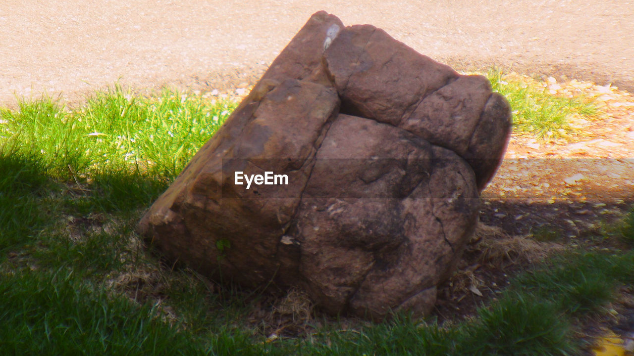 CLOSE-UP OF GRASS GROWING ON GRASSLAND