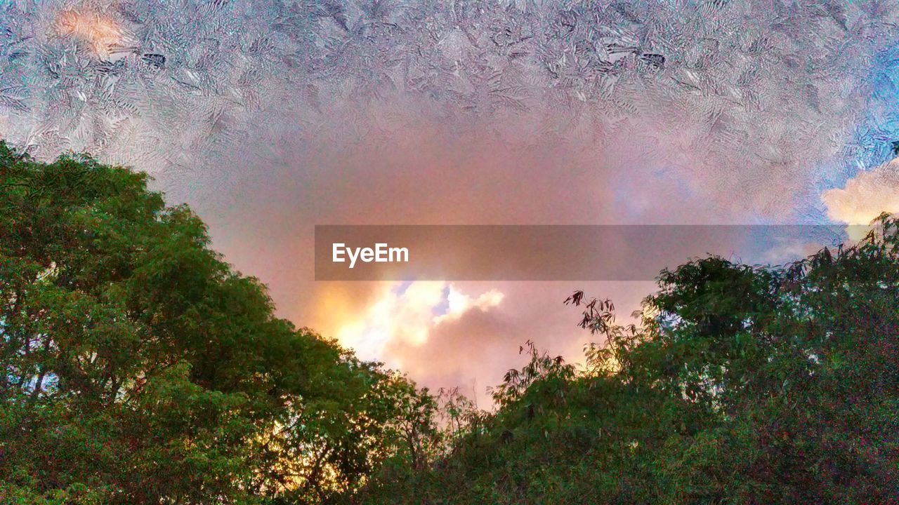 LOW ANGLE VIEW OF TREES AGAINST SKY