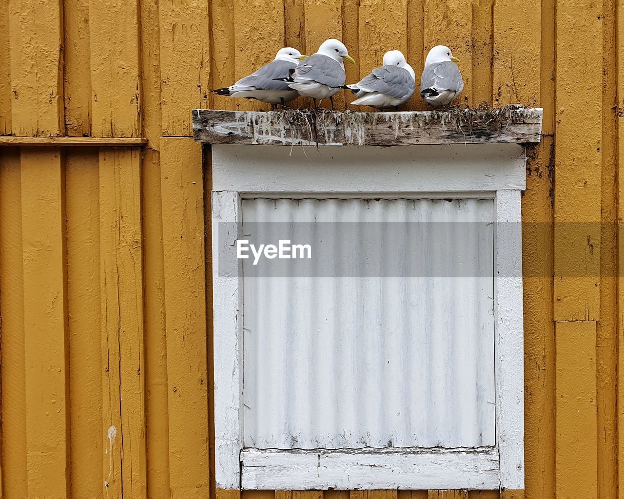 BIRDS PERCHING ON CLOSED DOOR
